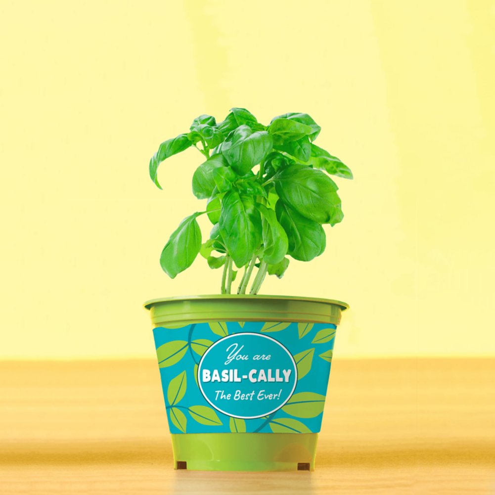 Color Pop Planter - Basil-Cally the Best Team Ever!