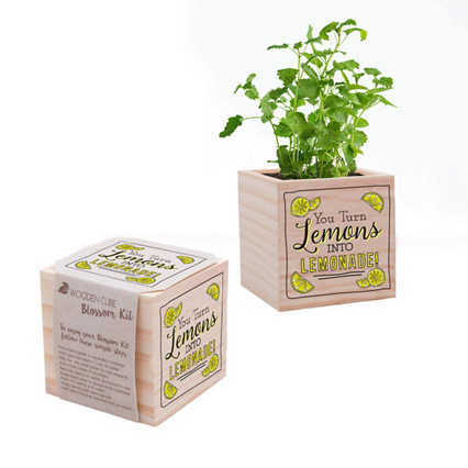 Appreciation Plant Cube - Lemons To Lemonade