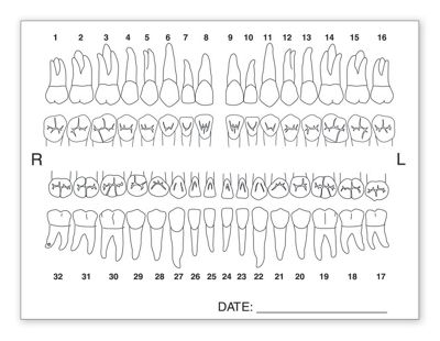 Tooth Chart Anatomy Labels 