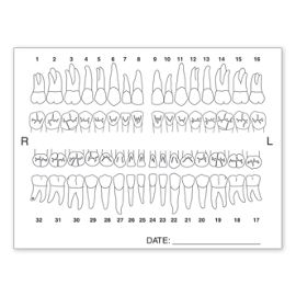 4665-Tooth Chart Anatomy Labels4665