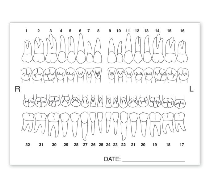 Tooth Chart Anatomy Labels 4665 Deluxe