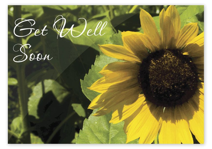 Product image for Sunflower Get Well Cards - Item# D2081GW