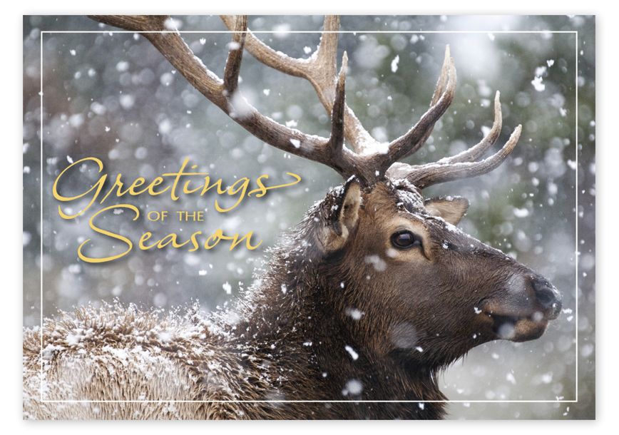 Product image for Call of the Wild Holiday Cards - Item# HP17315_NN7315